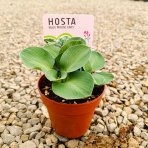 Funkia ( Hosta) ´BLUE MOUSE EARS´ - kont. P11